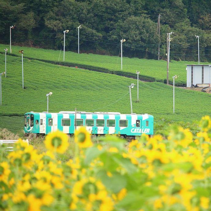 #私のキャタライナー