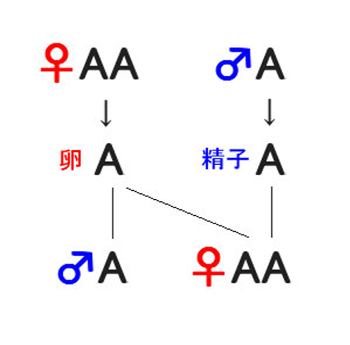 ハチやアリの特殊な性決定の仕組とは